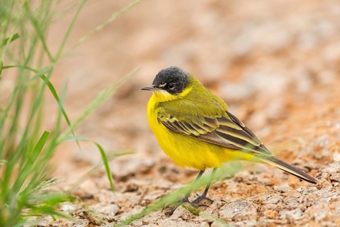 Yellow wagtail, (Motacilla flava feldegg), Motacilla feldegg, Animals, Birds, Middle East, Israel