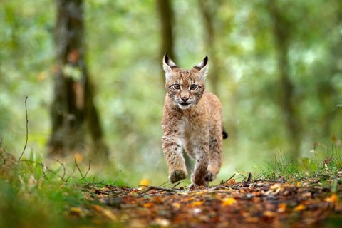 Young Lynx in green forest. Wildlife scene from nature. Walking Eurasian lynx, animal behaviour in