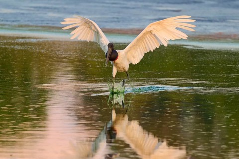 A bird with spread wings over calm water, Jabiru (Jabiru mycteria), Pantanal, Mato Grosso, Brazil