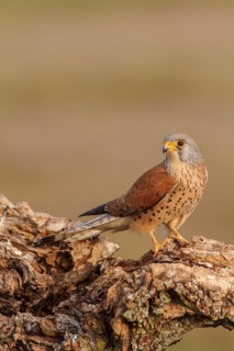 Lesser Kestrel (Falco naumanni), male perched on a trunk, Castile-La Mancha