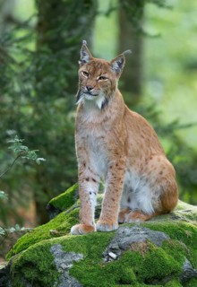 Eurasian lynx (Lynx lynx) sits on a moss-covered rock in the forest and looks attentively, Germany
