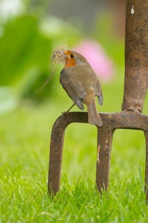 European robin (Erithacus rubecula) adult bird with nesting material in its beak on a garden fork