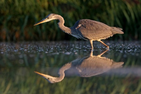 Grey grey heron (Ardea cinerea), Foraging, Boat Trip, Tiszaalpár, Kiskunsági National Park,