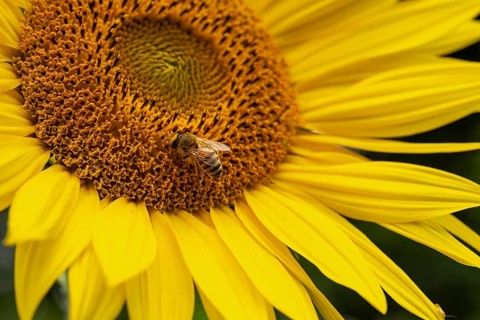 Close-up of a honey bee (Apis mellifera) on the bright yellow flower of a sunflower (Helianthus