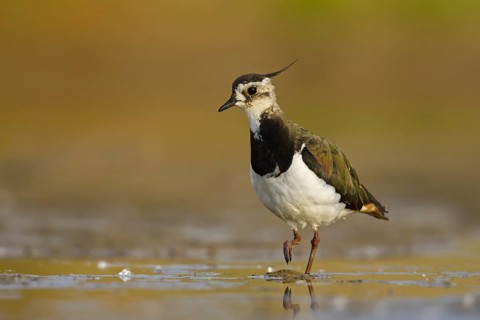 Northern Lapwing (Vanellus vanellus) female, North Rhine-Westphalia, Germany