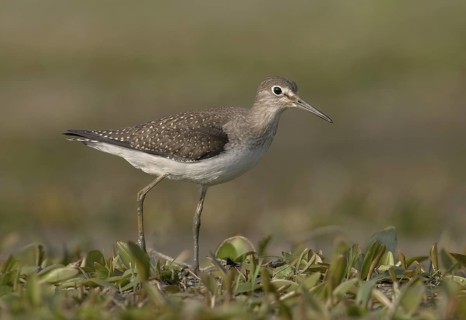Solitary Sandpiper (Tringa solitaria), Ohio, USA