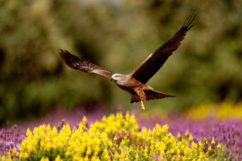 Black kite (Milvus migrans) flying over maquis with crested lavender (Lavendula stoechs) and broom,