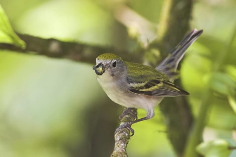 Chestnut-sided Warbler (Setophaga pensylvanica), Costa Rica