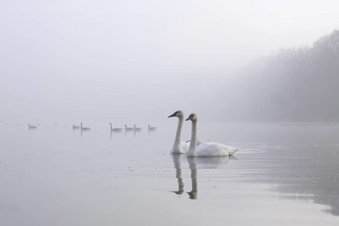 Trumpeter Swan (Cygnus buccinator), Michigan, USA