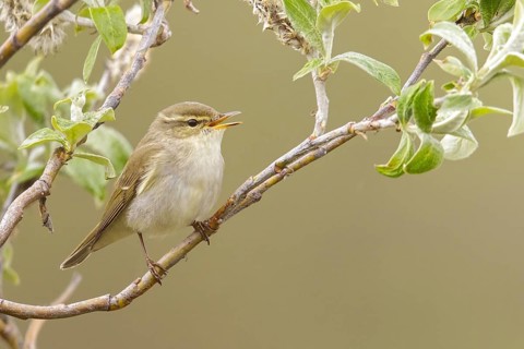Arctic warbler (Phylloscopus borealis) perched on a branch in Nome, Alaska