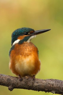 Common Kingfisher (Alcedo atthis) juvenile female, Utrecht, Netherlands
