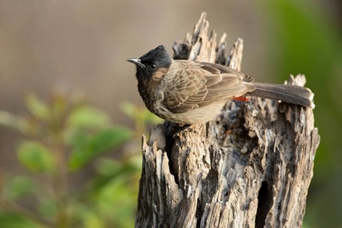 Red-vented Bulbul (Pycnonotus cafer), Yunnan, China