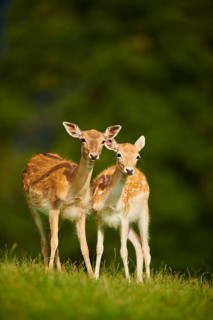 European fallow deer (Dama dama) does standing on a meadow, Kitzbühel, Wildpark Aurach, Austria