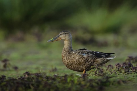 Northern Shoveler (Spatula clypeata), Schleswig-Holstein, Germany