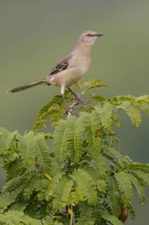 Northern Mockingbird (Mimus polyglottos) perched on a branch in Cuba
