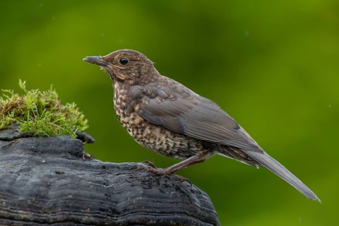 A young blackbird (Turdus merula) uses a tree fungus as a perch, garden bird, sweet, cute, animal