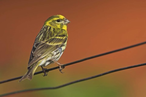 European Serin (Serinus serinus), Rhineland-Palatinate, Germany
