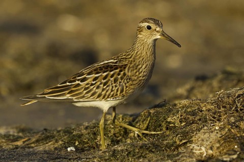 Pectoral Sandpiper (Calidris melanotos), Asturias, Spain