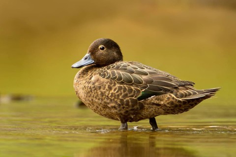 Brown Teal (Anas chlorotis) female, North Island, New Zealand