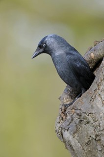 Dohle (Corvus monedula), Jackdaw, Altvogel schaut aus der Nisthoehle, beim Nestbau, April, Borken,