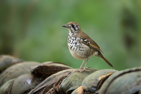 Spot-winged Thrush (Geokichla spiloptera), Sinharaja National Park, Sri Lanka