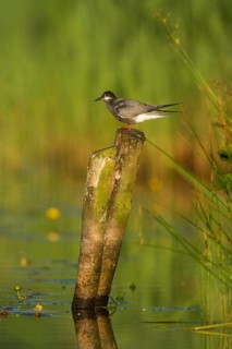 Black Tern (Chlidonias niger), Netherlands