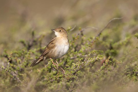 Common Grasshopper Warbler - Feldschwirl - Locustella naevia ssp. straminea, Kyrgyzstan