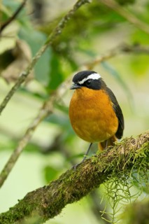 Rüppell's Robin-Chat (Cossypha semirufa semirufa) perched on a branch, Kafa, Ethiopia