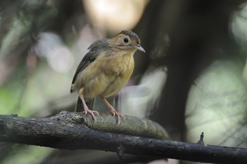 Brown-capped Babbler (Pellorneum fuscocapillus), Sri Lanka