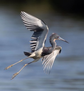 Tricolored Heron (Egretta tricolor) male flying, Florida, USA