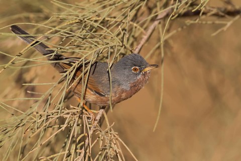 Tristrams Warbler - Atlasgrasmücke - Sylvia deserticola, Morocco, adult