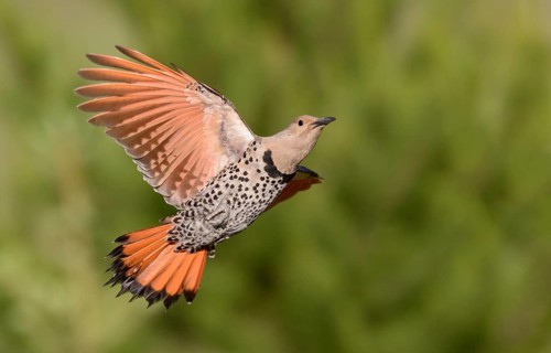 Northern Flicker (Colaptes auratus) female flying, British Columbia, Canada