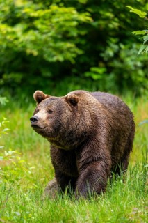 Eurasian brown bear (Ursus arctos arctos) standing between bushes, Bavarian Forest, Bavaria,