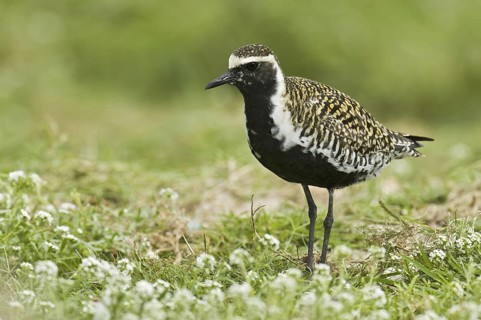 Pacific Golden Plover (Pluvialis fulva), Hawaii, USA