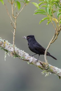 Velvety Black Tyrant (Knipolegus nigerrimus) perched on a branch in the Atlantic rainforest of