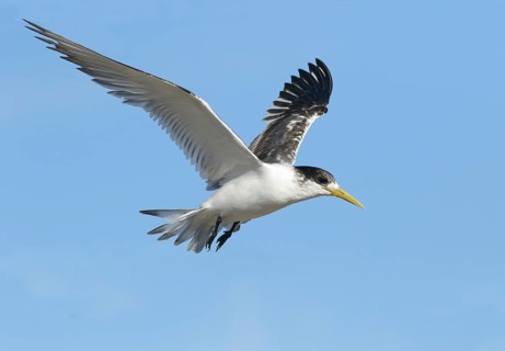 Greater Crested Tern (Thalasseus bergii) juvenile flying, Victoria, Australia