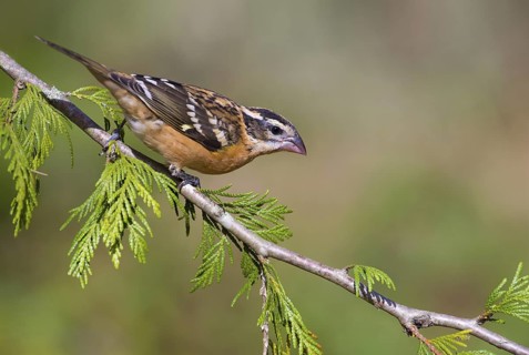 Black-headed Grosbeak (Pheucticus melanocephalus) female, British Columbia, Canada