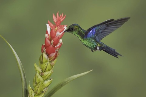 Crowned Woodnymph (Thalurania colombica hypochlora), Ecuador