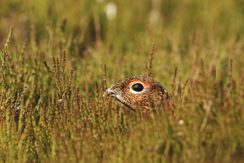 Red Grouse (Lagopus lagopus scotica), Yorkshire Dales, United Kingdom
