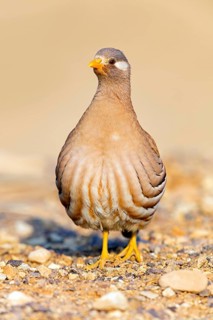 Arabian Partridge, Sand Partridge, (Ammoperdix heyi), Perdrix de Hey, Perdiz Desértica, Israel