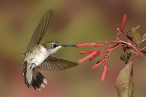 Ruby-throated Hummingbird (Archilochus colubris), Texas, USA