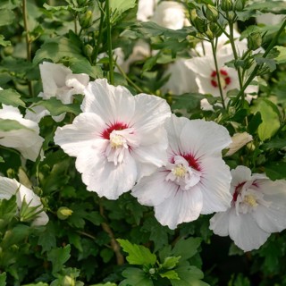 Garden marshmallow (Hibiscus syriacus PINKY SPOT), BS Sämann, Germany
