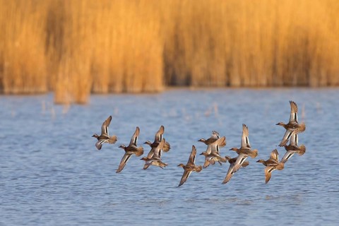 Garganey, Anas querquedula, Sarcelle d'été, Cerceta Carretona, Lake Neusiedl, Burgenland, Austria