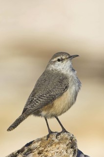 Rock Wren (Salpinctes obsoletus), British Columbia, Canada