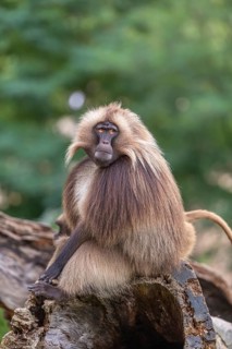 Portrait of an adult male Gelada (Theropithecus gelada), or bleeding-heart monkey, resting on a log