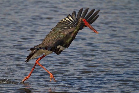 Black Stork (Ciconia nigra) foraging, Greece