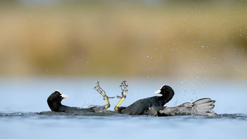 Two common coots engage in a lively fight in the serene waters of BeleÃ±a lagoon, Spain, showcasing