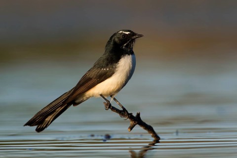 Willie Wagtail (Rhipidura leucophrys), Victoria, Australia