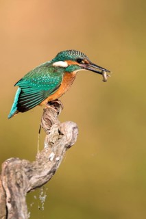 Common Kingfisher (Alcedo atthis) perched on a branch with fish prey in beak, Andalusia, Spain