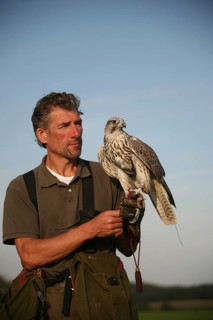 Falconer with young gerfalcon (Falco rusticolus) training as a bird of prey, Allgäu, Bavaria,